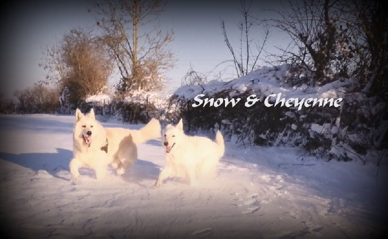 Dans la neige