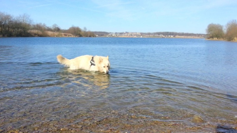 Balade aux Lacs en toute liberté...Cheyenne et Snow