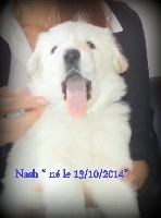 Nash du Vent des Lacs
