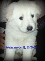 Neisha du Vent des Lacs